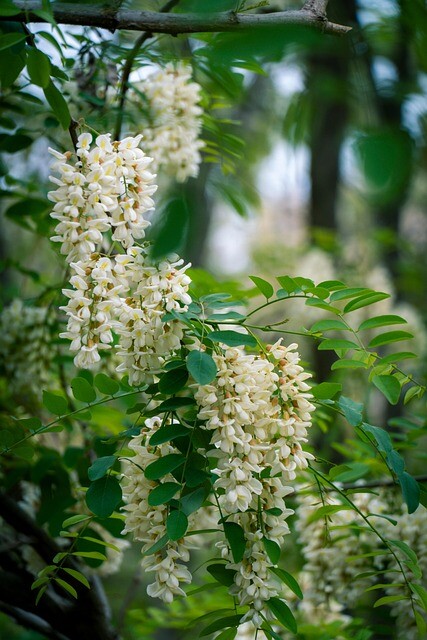 Sophora japonica, Pagodetræ