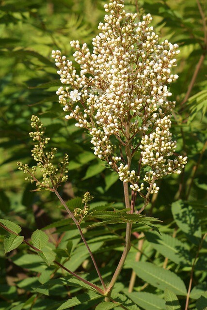 Sorbaria sorbifolia, Tusindtop