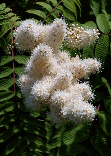 Sorbaria sorbifolia 'Sem', Tusindtop