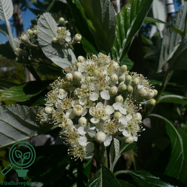 Sorbus aria 'Magnifica', Akselrøn