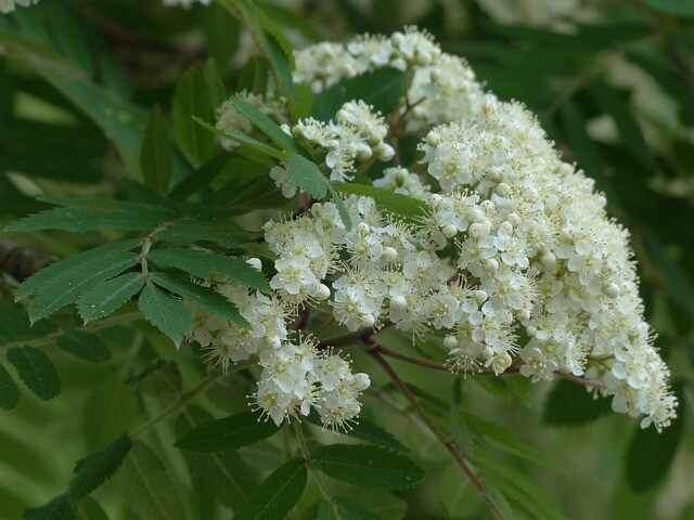 Sorbus aucuparia, Alm. røn