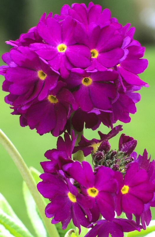 Primula denticulata 'Rubin', Kugleprimula