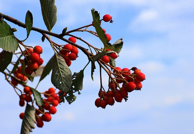 Sorbus intermedia, Sejlerøn