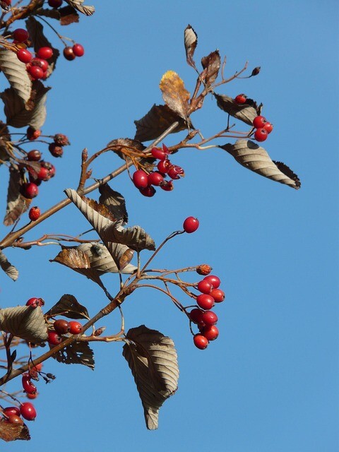 Sorbus latifolia 'Atro', Bredbladet røn