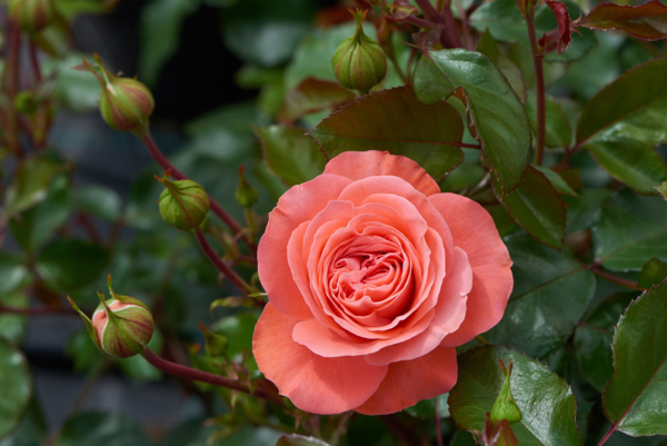 Rosa 'Schackenborg™' Pouldron(N)