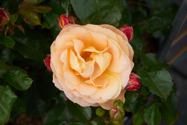 Rosa 'Trakai™' Poulpal049(N)