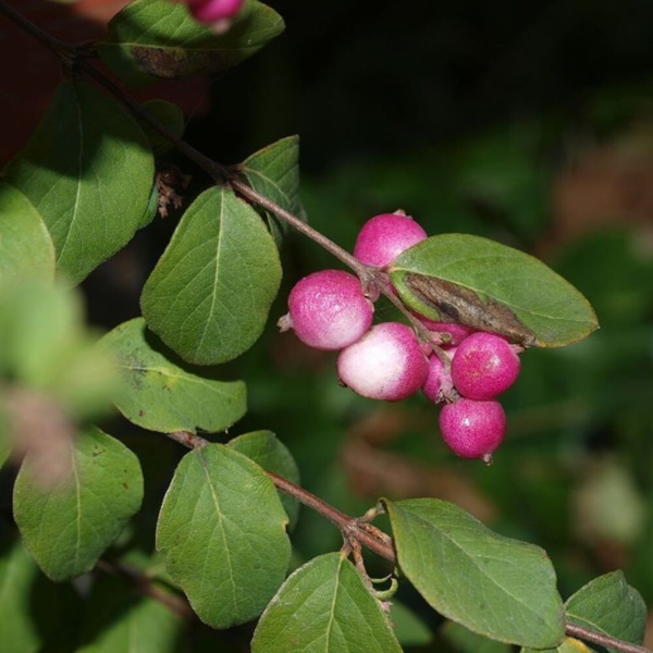 Symphoricarpus chenaultii