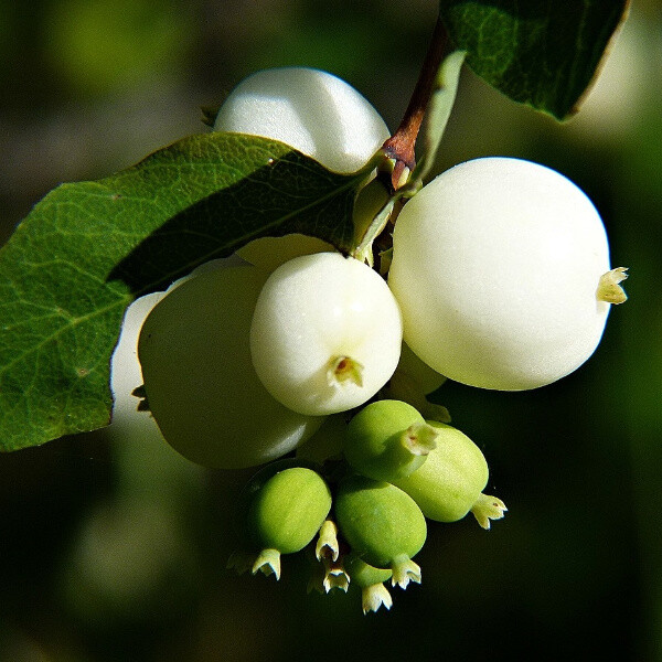 Symphoricarpos albus