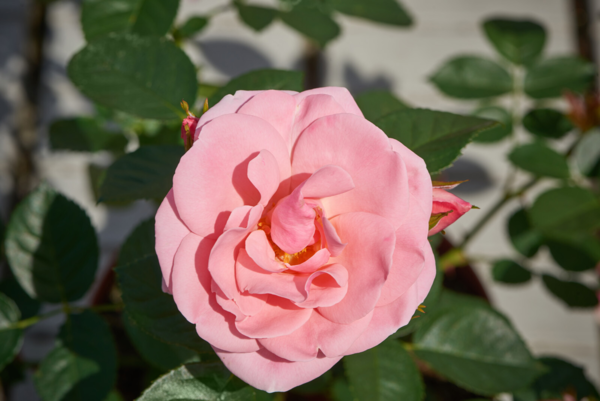 Rosa 'Astrid Lindgren™' Pouluf(N)