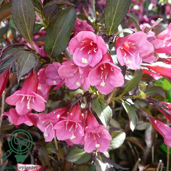 Weigela flo. 'Alexandra', Klokkebusk