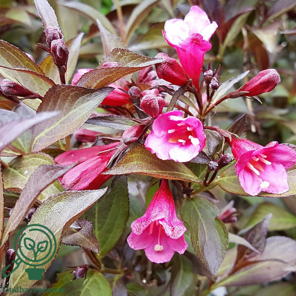 Weigela flo. 'Alexandra', Klokkebusk