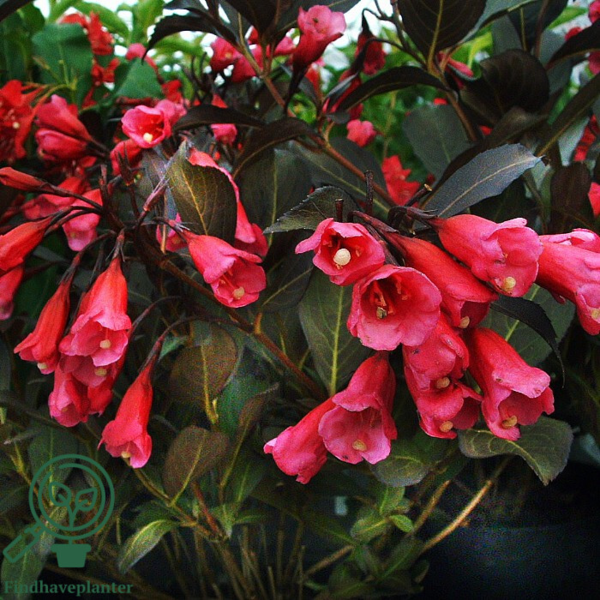 Weigela flo. 'Alexandra', Klokkebusk
