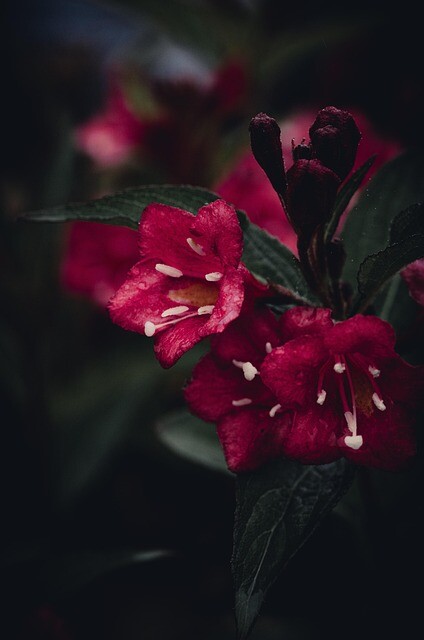 Weigela hybr. 'Eva Rathke', Klokkebusk