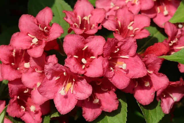 Weigela hybr. 'Red Prince', Klokkebusk