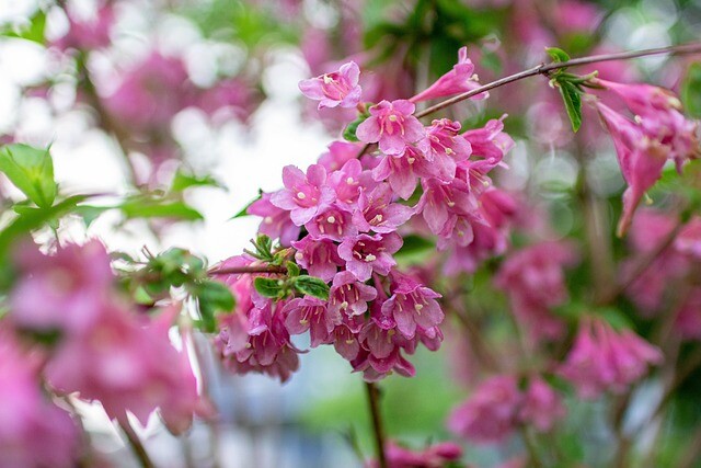 Weigela hybr. 'Styriaca', Klokkebusk