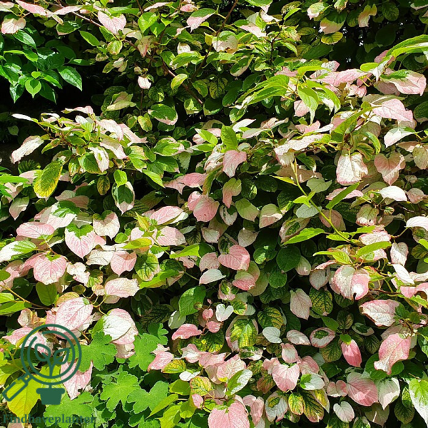 Actinidia kolomikta