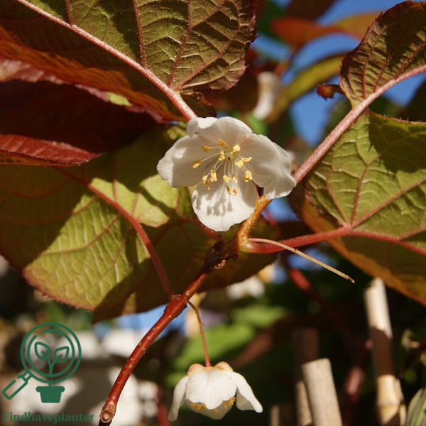 Actinidia kolomikta
