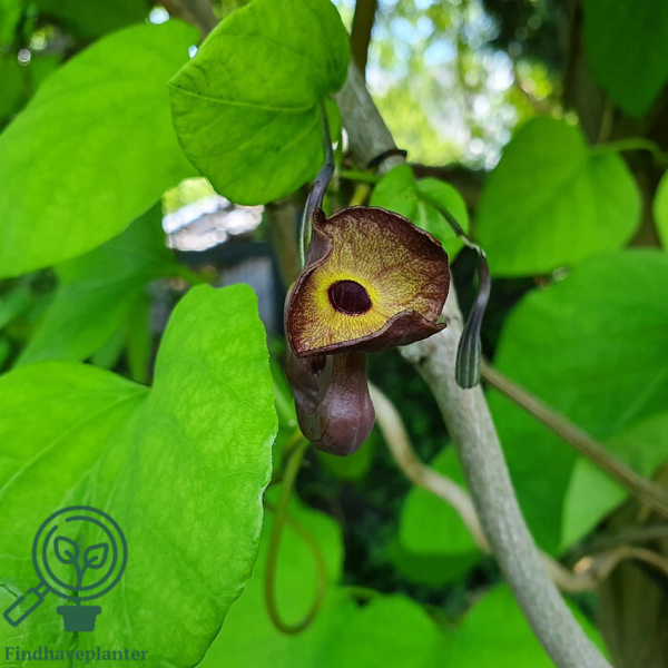 Aristolochia macrophylla