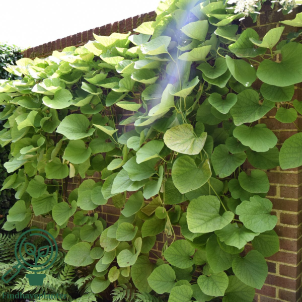 Aristolochia macrophylla