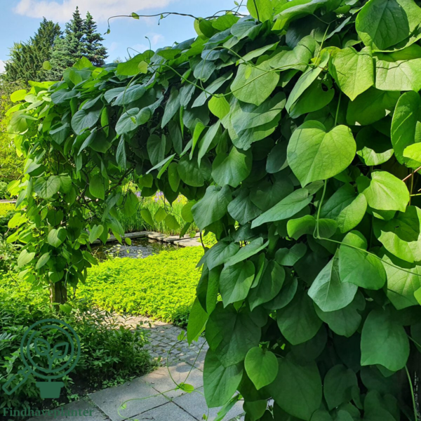 Aristolochia macrophylla