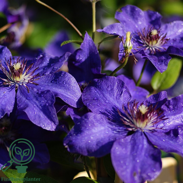 Clematis hybr. 'The President', Klematis