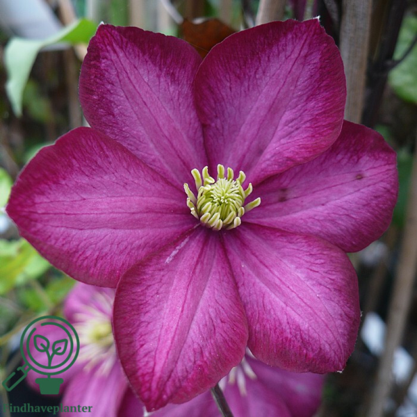 Clematis hybr. 'Ville de Lyon', Klematis