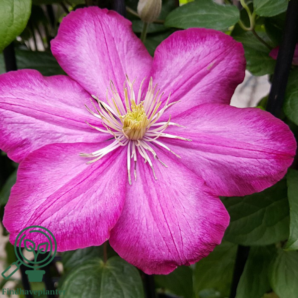 Clematis hybr. 'Ville de Lyon', Klematis