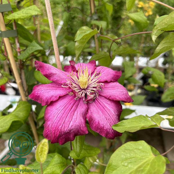 Clematis hybr. 'Ville de Lyon', Klematis