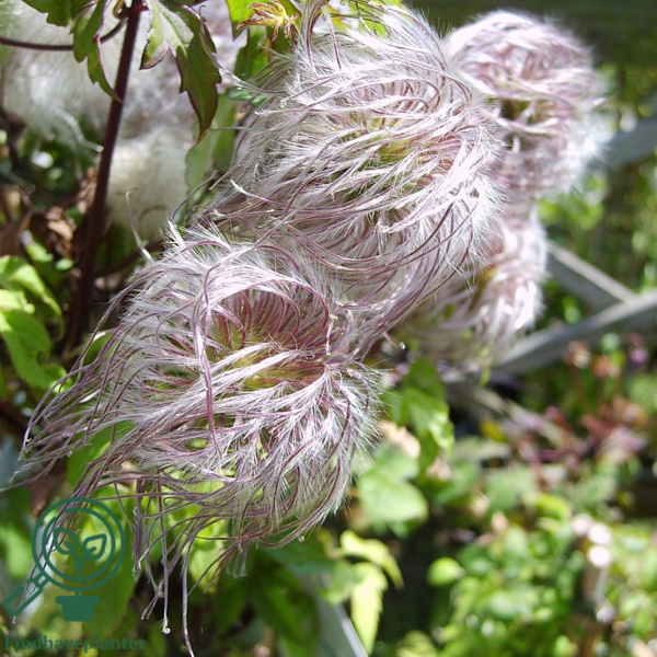 Clematis alpina