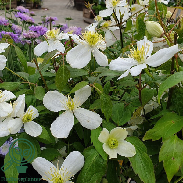 Clematis mont. 'Grandiflora' , Bjerg-skovranke