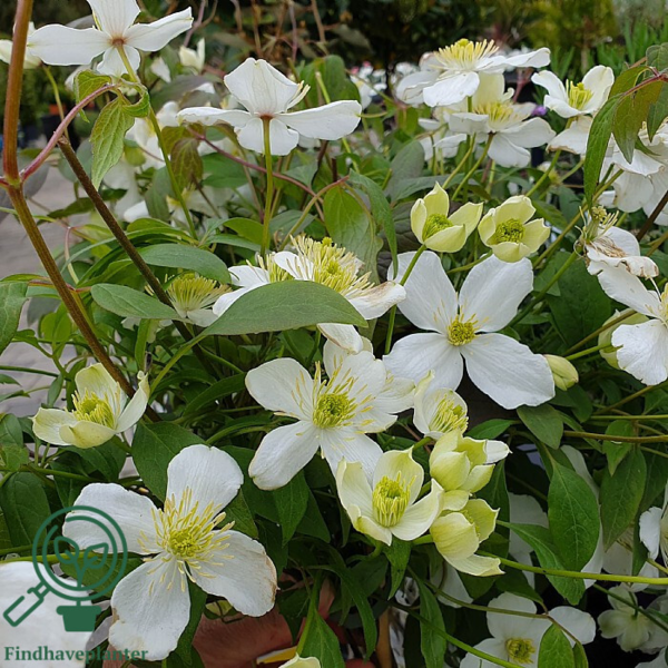 Clematis mont. 'Grandiflora' , Bjerg-skovranke