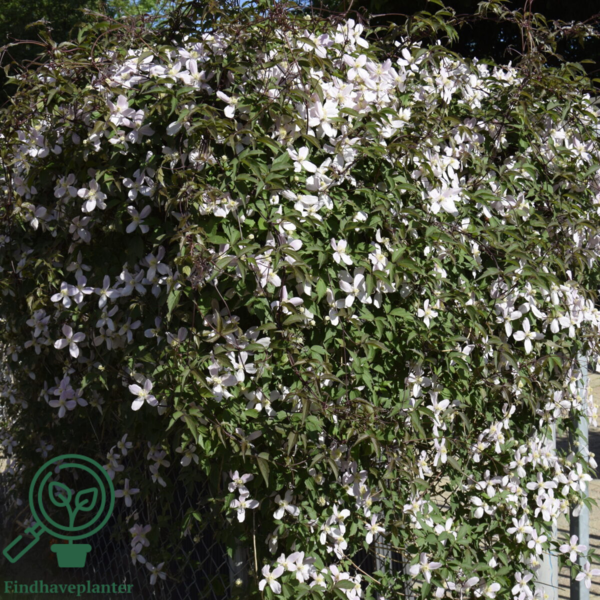 Clematis mont. 'Rubens', Bjerg-skovranke