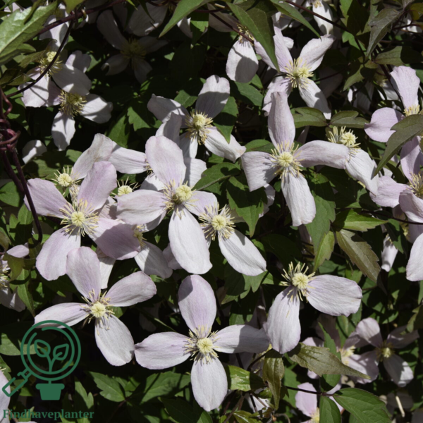 Clematis mont. 'Rubens', Bjerg-skovranke