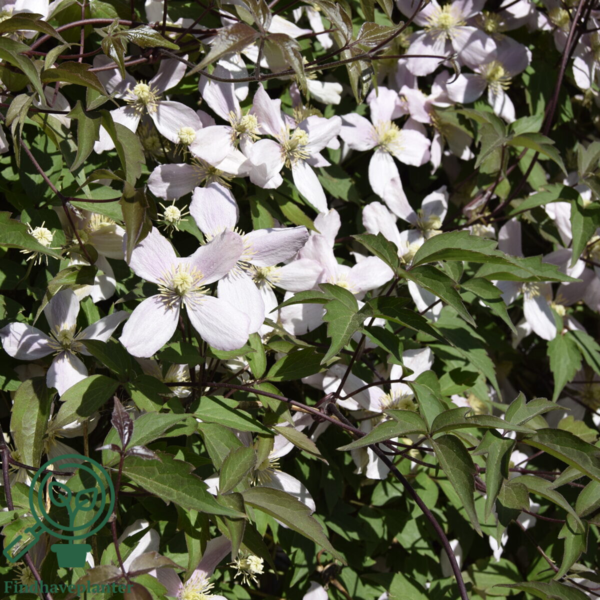 Clematis mont. 'Rubens', Bjerg-skovranke