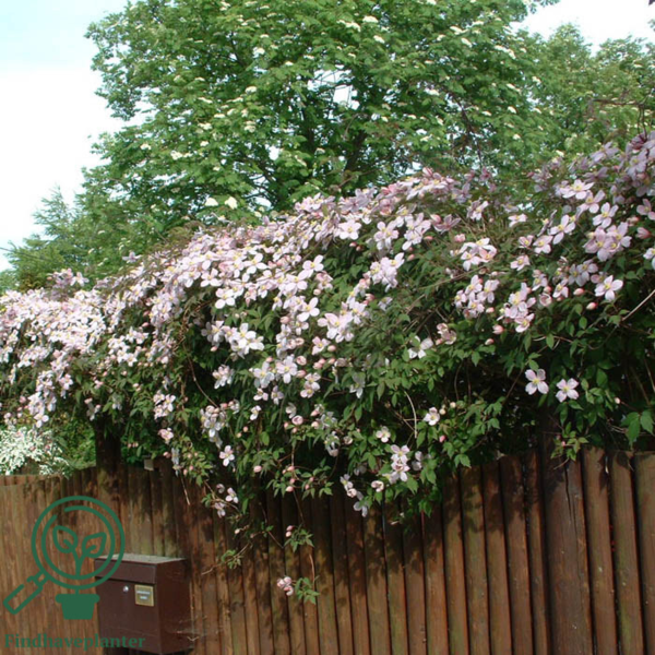 Clematis mont. 'Rubens', Bjerg-skovranke