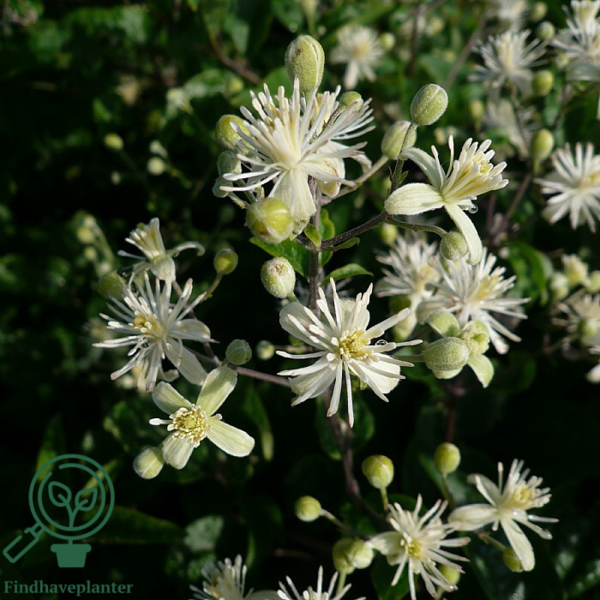 Clematis vitalba, Alm. skovranke