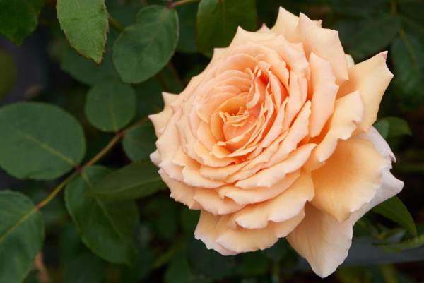 Rosa 'Carl Nielsen™' Poulht010®