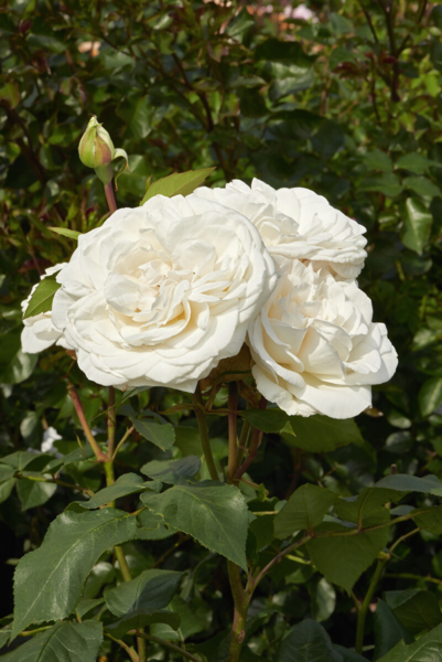 Rosa 'Claus Dalby™' Poulht009(N)