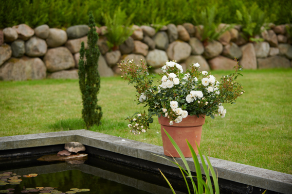 Rosa 'Diamond Border®' Pouldiram(N)