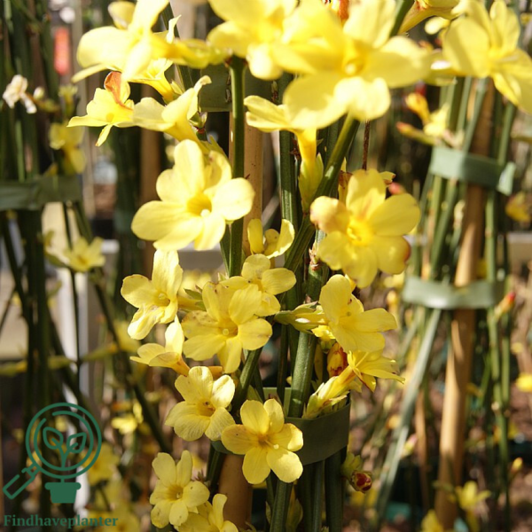 Jasminum nudiflorum