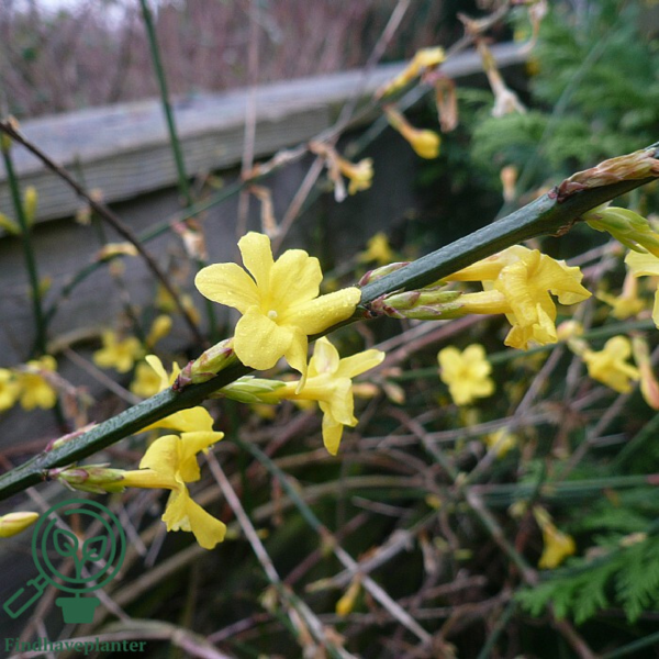 Jasminum nudiflorum