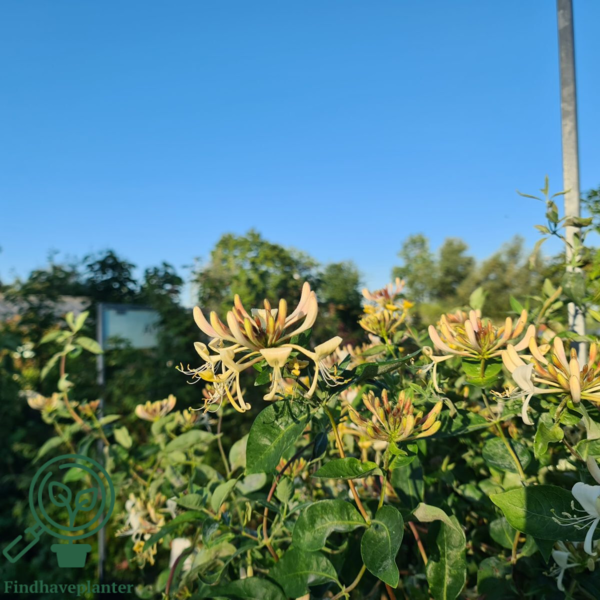 Lonicera caprifolium