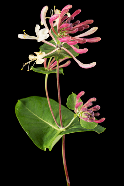 Lonicera caprifolium