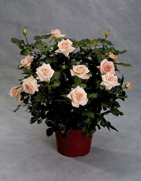 Rosa 'Dronning Margrethe™' Poulskov(N)