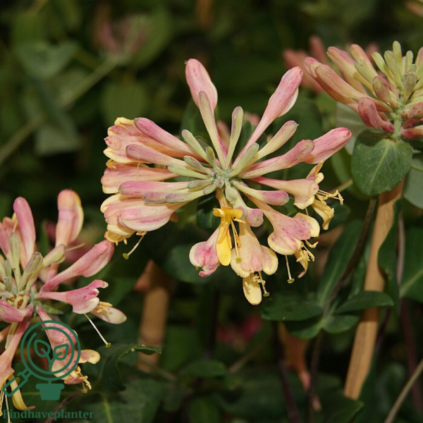 Lonicera heckr. 'Goldflame'