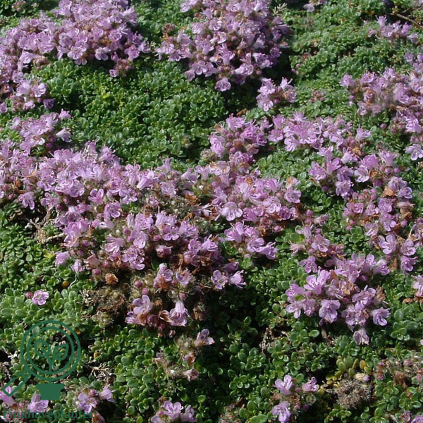 Thymus praecox 'Minor', Tidlig timian