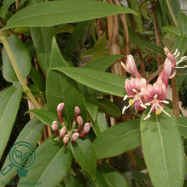 Lonicera henryi