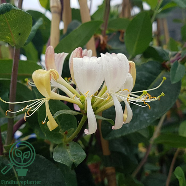 Lonicera per. 'Belgica', Kaprifolie