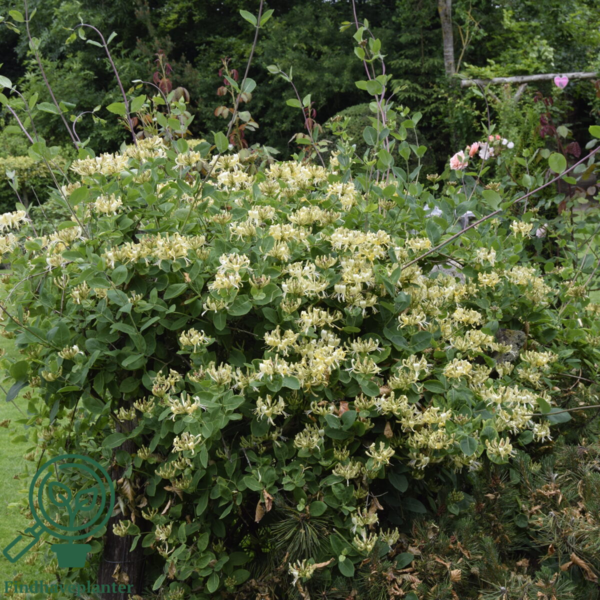 Lonicera per. 'Loly', Kaprifolie