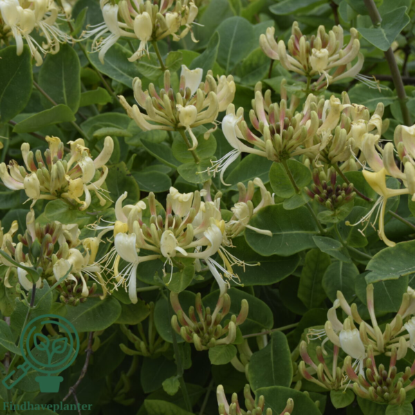 Lonicera per. 'Loly', Kaprifolie